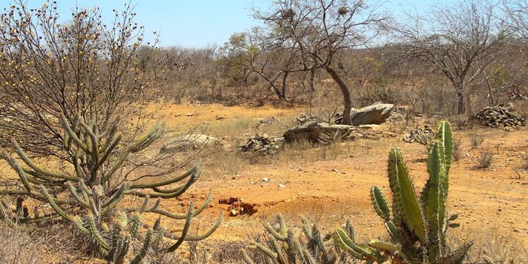 Caatinga.jpg