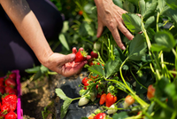 MDR e IICA abrem edital para elaborar plano estratégico para polo da Rota da Fruticultura no Distrito Federal