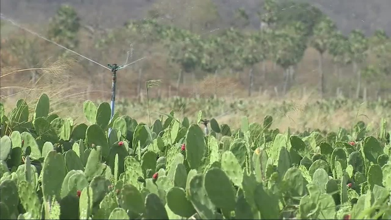 Irrigação