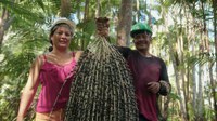 No Amapá, MIDR realiza missão para criar polo da Rota do Açaí no Arquipélago do Bailique