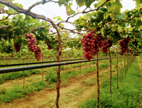 Projeto-piloto vai fomentar uso de tecnologia na fruticultura do Nordeste