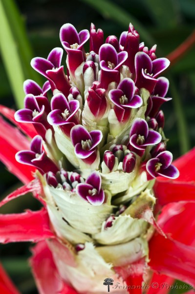 Bromelia Balansae - Parque Olhos Dágua