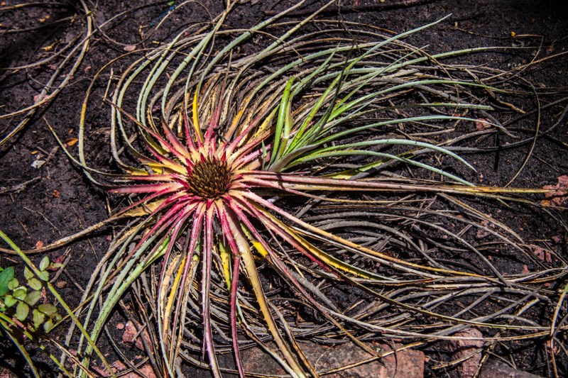 Bromélia - Chapada Diamantina