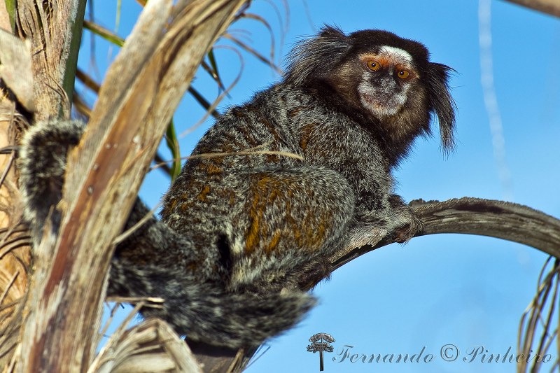 Callithrix Penicilata - Itacoatiara