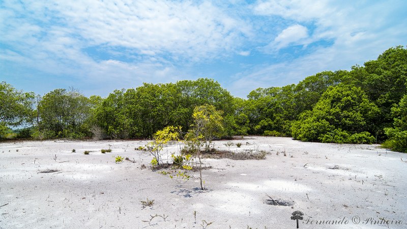 Campina Amazonica - Manaus