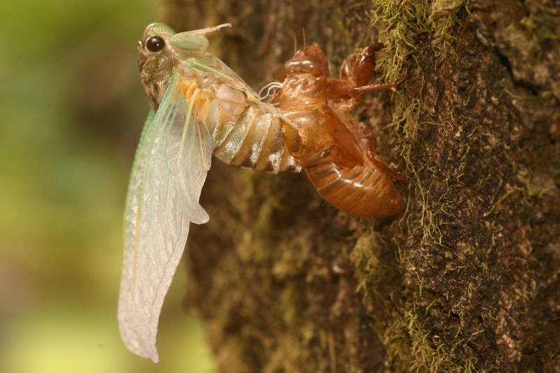 Cigarra Brasilia DF