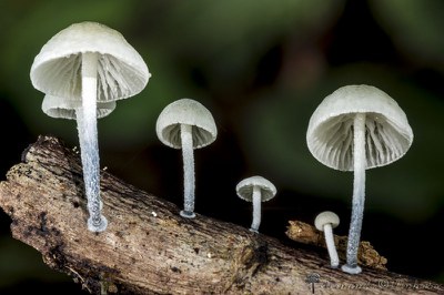 Cogumelos -Brasilia DF