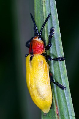 Coleoptera - IBGE Recor