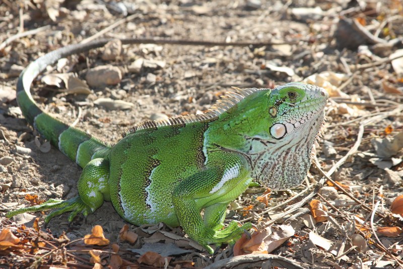 Iguana Brasilia DF