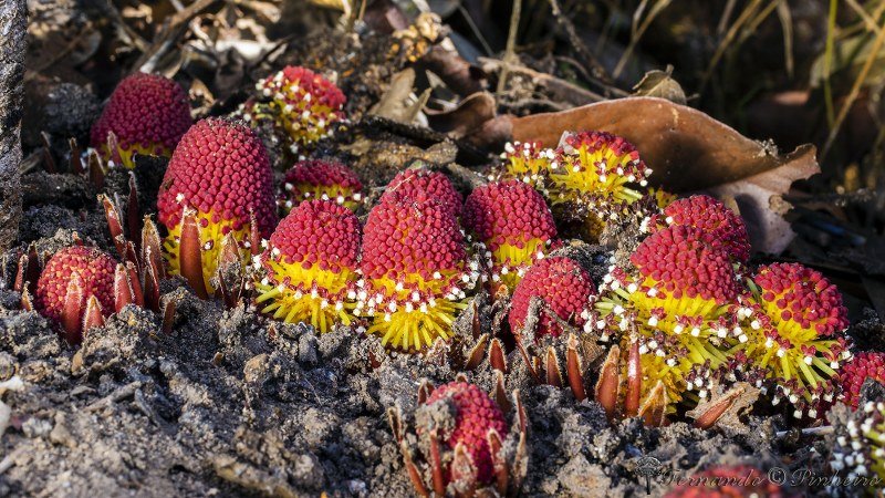 Langsdorffia hypogaea - Santa Maria,DF