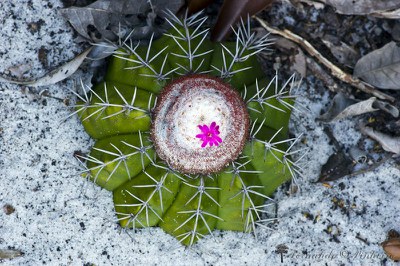 Melocactus Violaceus - Restinga PN