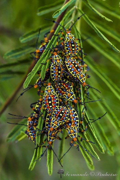 Ninfas de Hemipteros - Brasilia DF