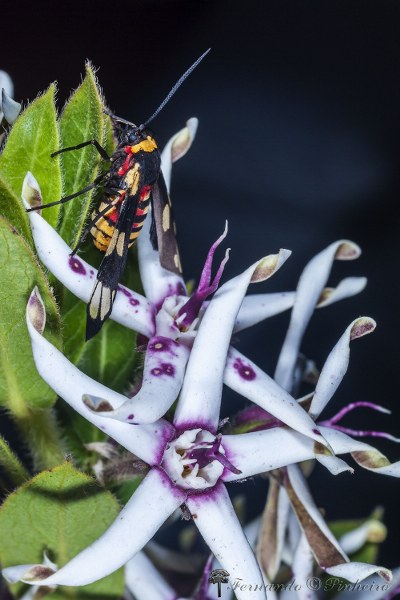 Oxypetalum erectum