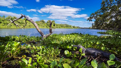 Pantanal Norte - Poconé, MT