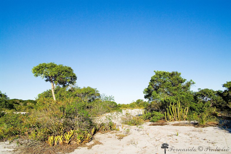 Restinga de Jurubatiba - RJ