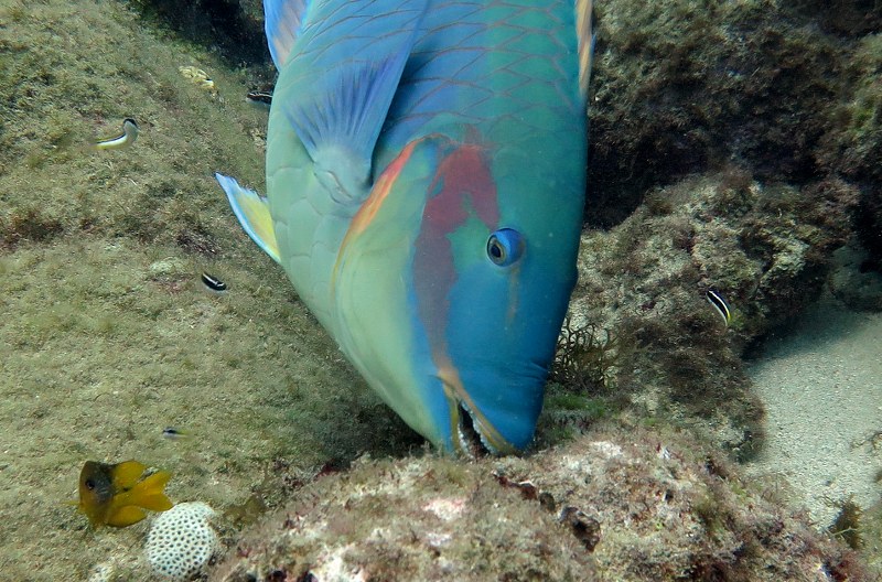 Sparisoma amplum - Fernando de Noronha