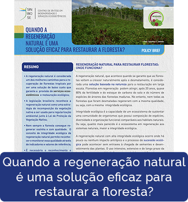 Quando a regeneração natural é uma solução eficaz para restaurar a floresta