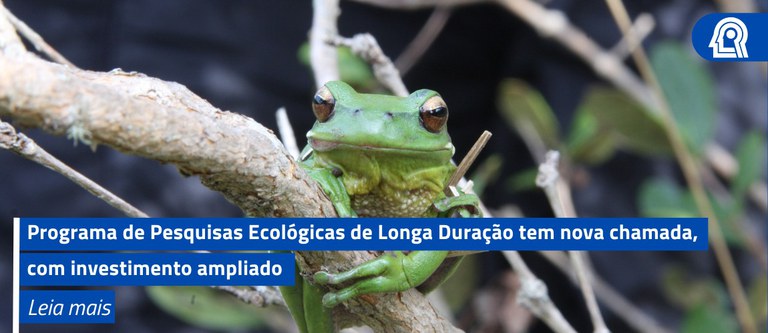 Uma rã verde parada em um galho de árvore