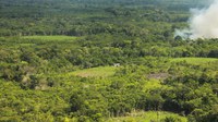 Cientistas criam indicadores para monitorar a regeneração natural de florestas na Amazônia