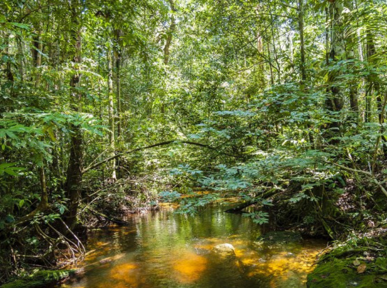 Cientistas criam indicadores para monitorar a regeneração natural de florestas na Amazônia