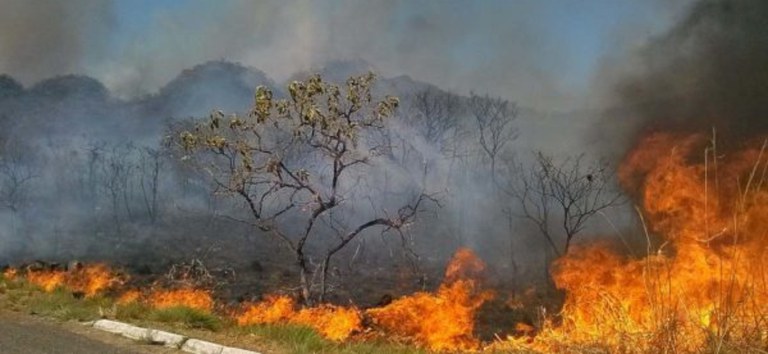 Destruição da Amazônia causa prejuízos irreparáveis ao SUS e à vida dos brasileiros