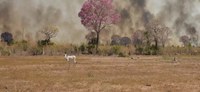 Impactos das mudanças climáticas para a biodiversidade e a saúde são tema de webinar promovido pelo CNS