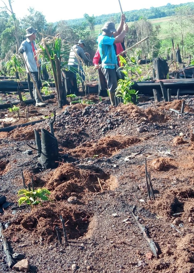 Imagem de Homens palikur cavando a terra para plantar maniva.