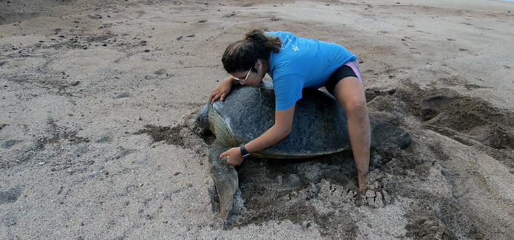 Trindade é o local onde ocorre a maior quantidade de desovas de tartaruga verde no oceano Atlântico Sul