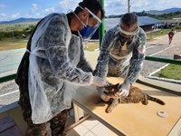 Animais domésticos também recebem cuidados de saúde durante Operação Roraima II