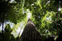 Defesa cria aplicativo Guardiões da Amazônia para denúncias de ilegalidade no meio ambiente