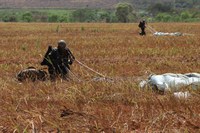 Em adestramento de Salto Livre Operacional militares trabalham interoperabilidade