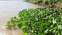 Controle de vegetação flutuante vai garantir navegabilidade no Rio Paraguai