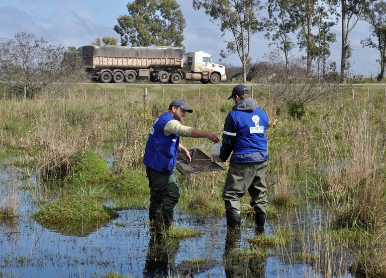 Em busca da conservação destas espécies o DNIT executa técnicas de manejo ambiental_.JPG