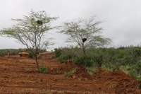 Fauna e Flora da Caatinga são preservadas na obra da BR-316/AL