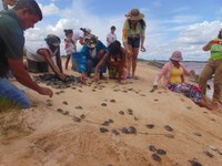 Mais de doze mil quelônios são devolvidos ao Rio Araguaia