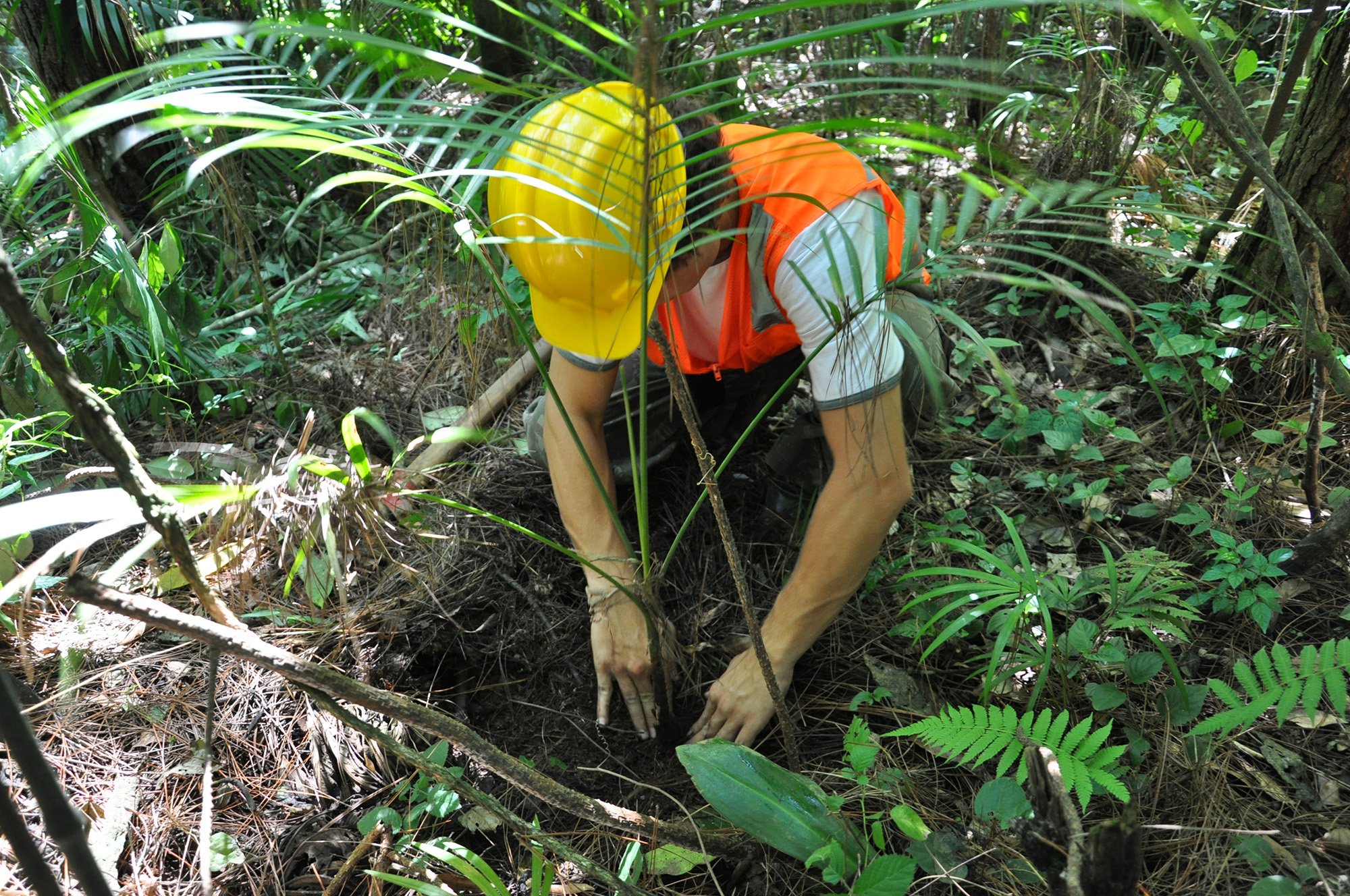 No Dia Da Rvore Dnit Se Destaca Pelo Resgate De Flora Nas Obras De Infraestrutura