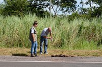 Obras na BR-262/MS registram saldo ambiental positivo