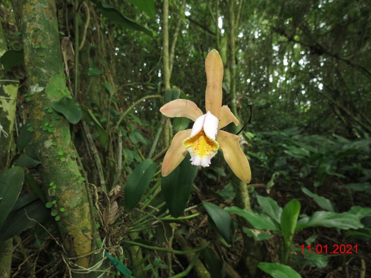 publicação05 cattleya forbesii.JPG