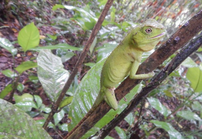 Programa de Proteção à Fauna 1.jpg