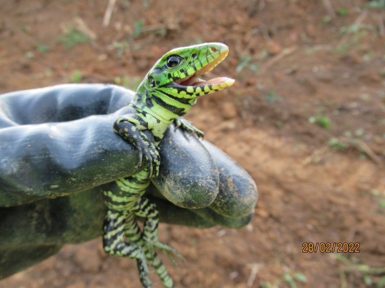 Programa de Proteção à Fauna.JPG