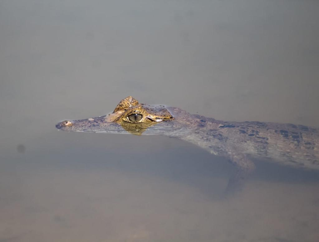 Monitoramento de fauna – Registro de Jacaretinga (Caiman crocodilos).