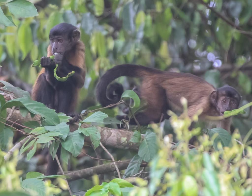 Monitoramento de fauna – Registro de macacos-prego (Sapajus apella).