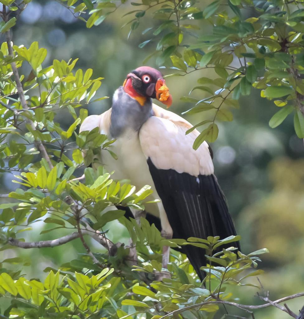 Monitoramento de fauna – Registro de Urubu rei (Sarcoramphus papa).