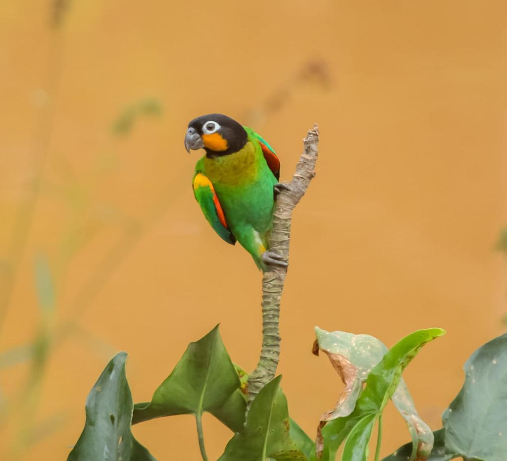 Monitoramento de fauna – Registro de Curica-de-bochecha-laranja (Pyrilia barrabandi).