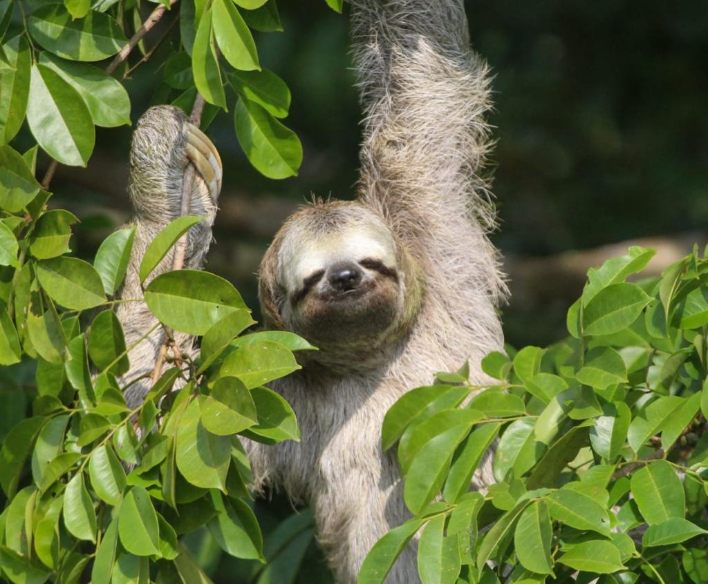 Monitoramento de fauna - Registro de Preguiça-comum (Bradypus variegatus) às margens da rodovia BR-319.