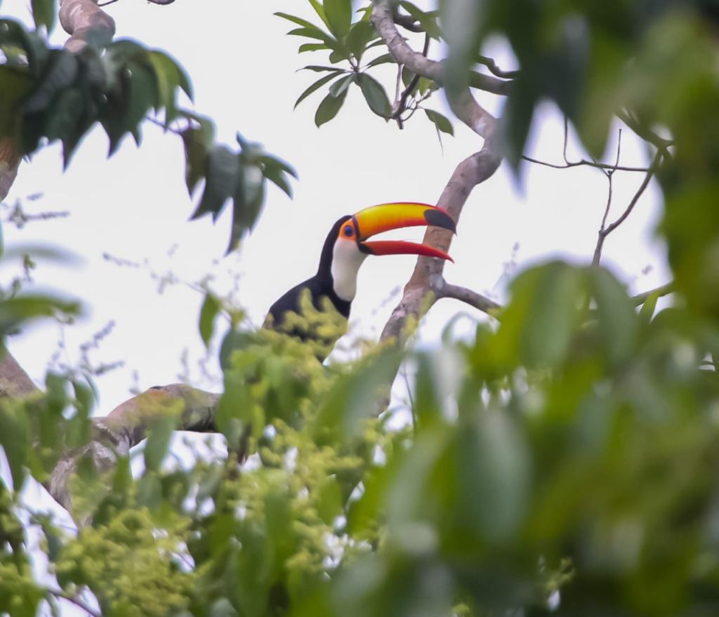 Monitoramento de fauna – Registro de Tucanuçu/Tucanu-toco (Ramphastos toco).