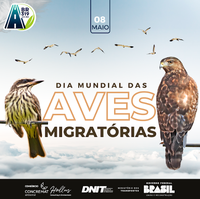 08 de maio é o Dia Mundial das Aves Migratórias