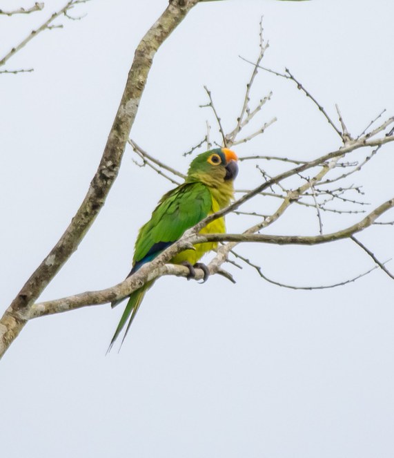 Periquito-rei (Eupsittula aurea).jpg