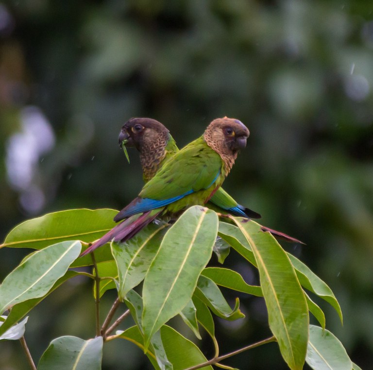 Tiriba-do-madeira (Pyrrhura snethlageae) VU.jpg