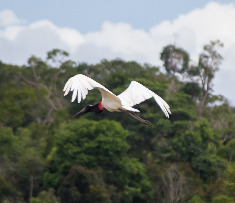 Tuiuiú (Jabiru mycteria).jpg